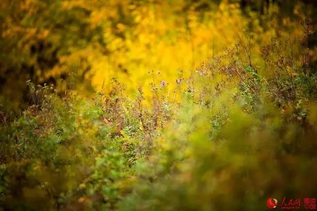 微信图片_20170919163946