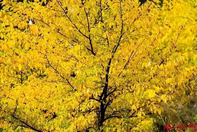 微信图片_20170919163948