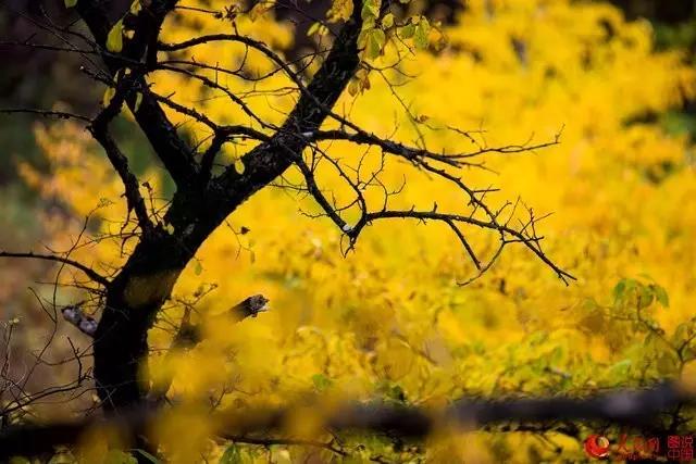 微信图片_20170919163942