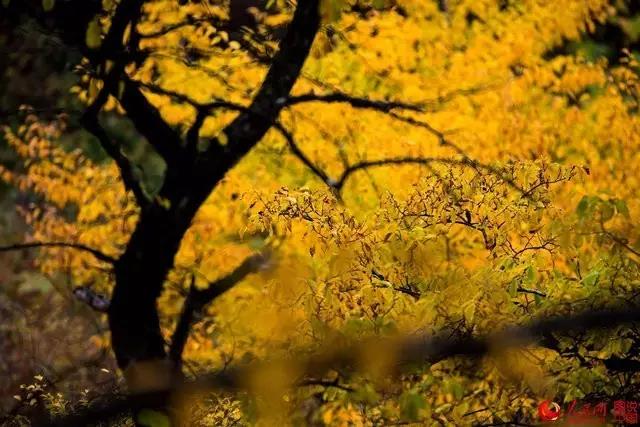 微信图片_20170919163940