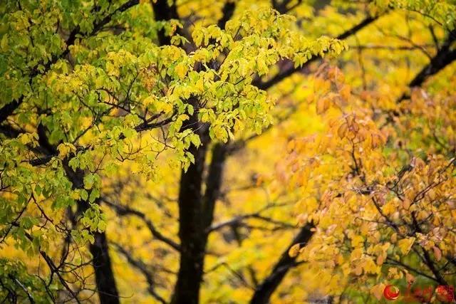 微信图片_20170919163944